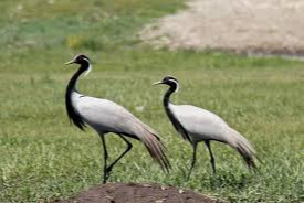 6 species of crane inhabit Khentii Province